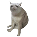 کش کت